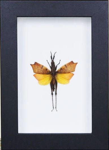 Leaf mimic grasshopper in a frame - Jurassic Jungle