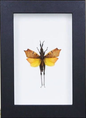 Leaf mimic grasshopper in a frame - Jurassic Jungle