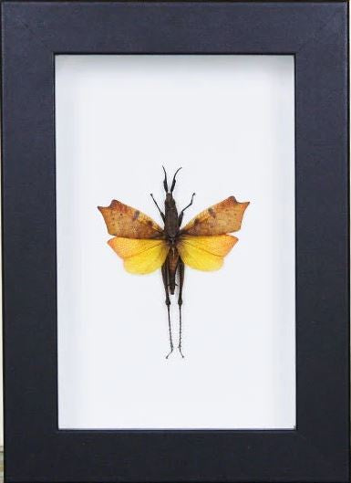 Leaf mimic grasshopper in a frame