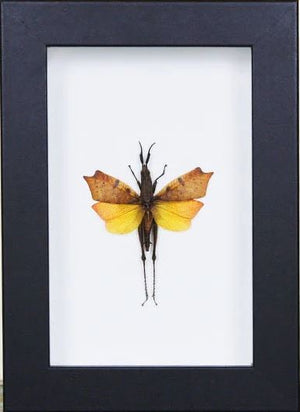 Leaf mimic grasshopper in a frame