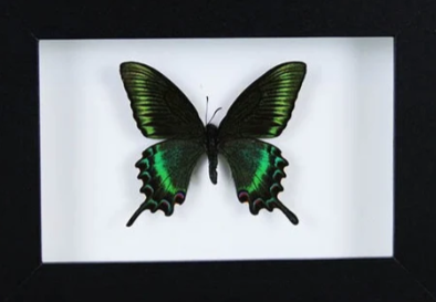 Maackii butterfly in a frame (Spring Species)