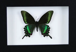 Maackii butterfly in a frame (Spring Species)