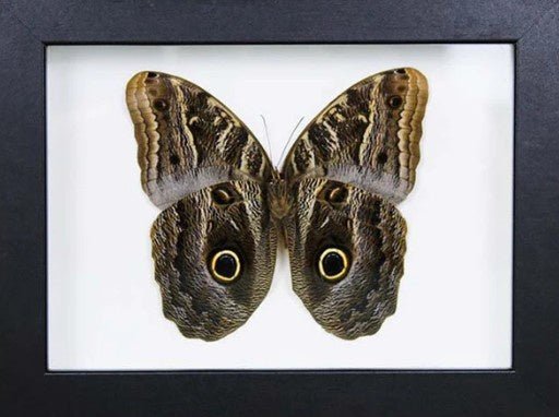 Owl Butterfly in a Frame - Jurassic Jungle