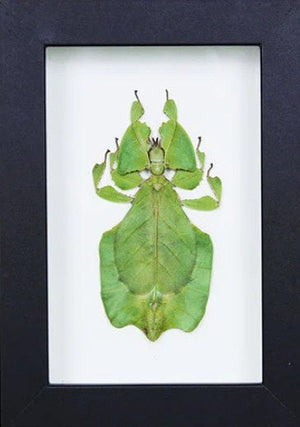 Phyllium giganteum Leaf Insect in a Frame - Jurassic Jungle