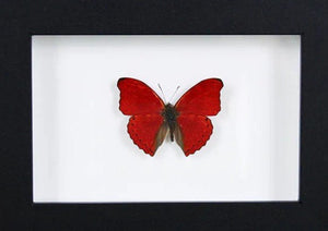 Red glider butterfly in a frame - Jurassic Jungle