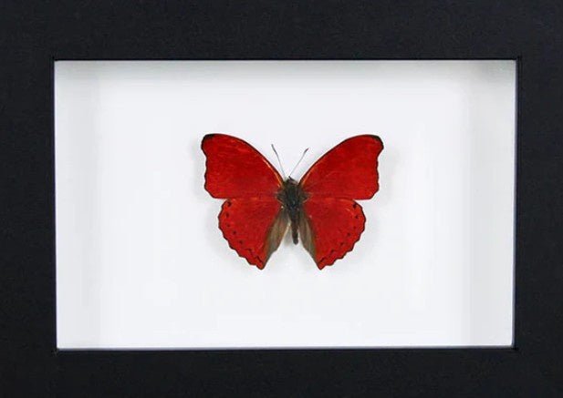 Red glider butterfly in a frame