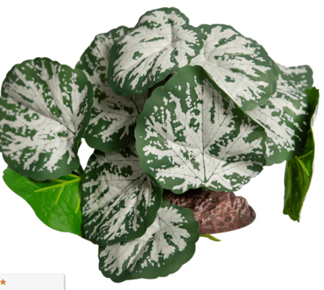 Reptile One Plant Medium Brunnera Green Silver w/ Ceramic Base 14cm - Jurassic Jungle