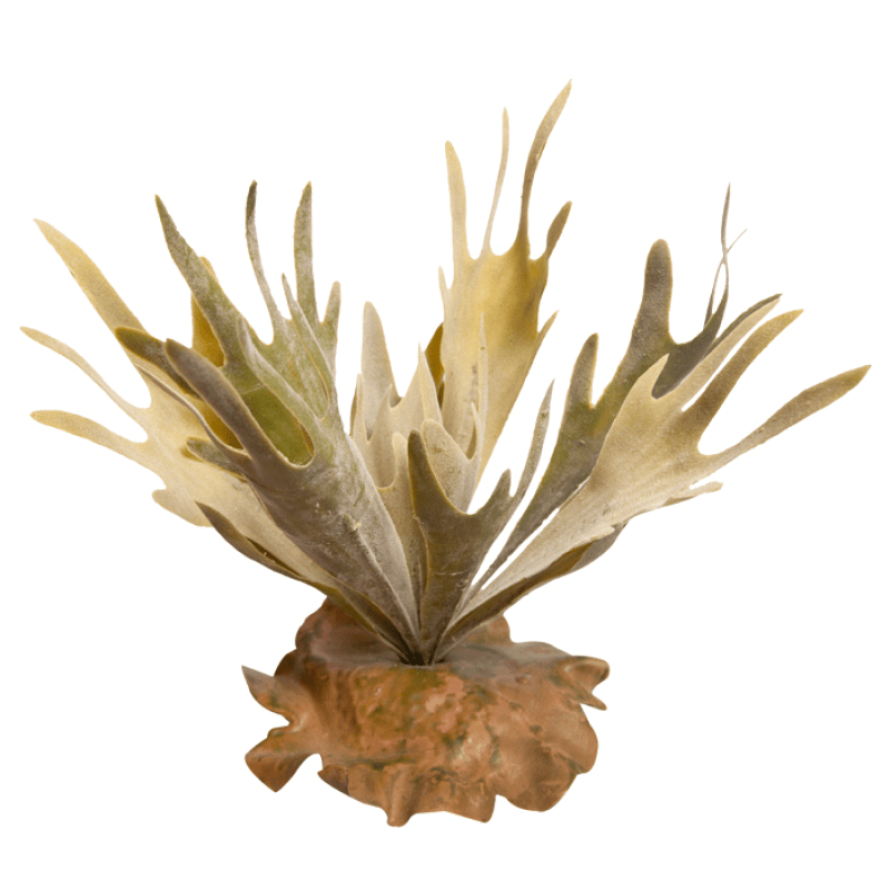 Reptile One Plant Medium Platycerium Green With Ceramic Base - Jurassic Jungle