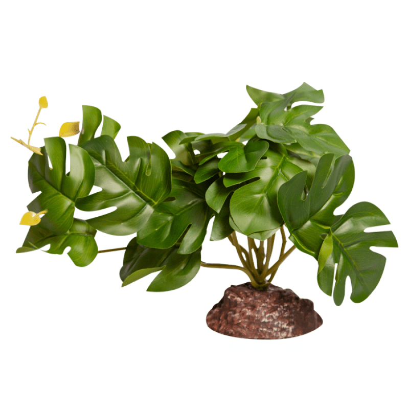 Reptile One Plant Medium Rhaphidophora Green With Ceramic Base - Jurassic Jungle