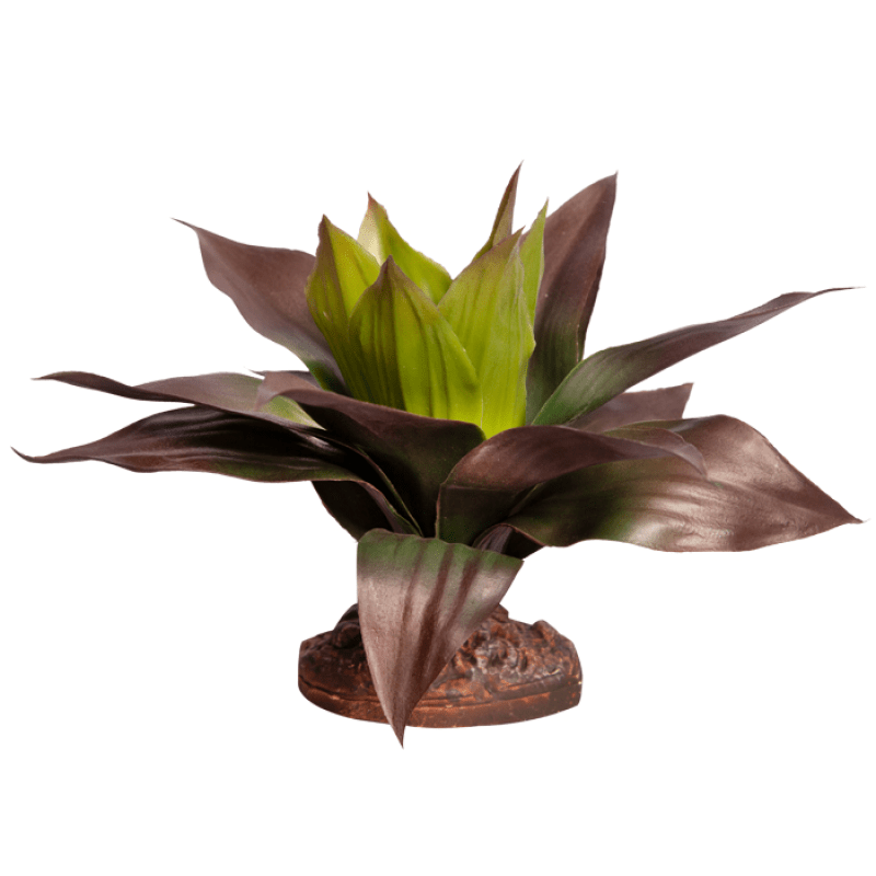 Reptile One Plant Medium Spathacea Green Red With Ceramic Base - Jurassic Jungle