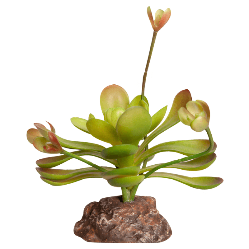 Reptile One Plant Mini Aeonium Green With Ceramic Base - Jurassic Jungle