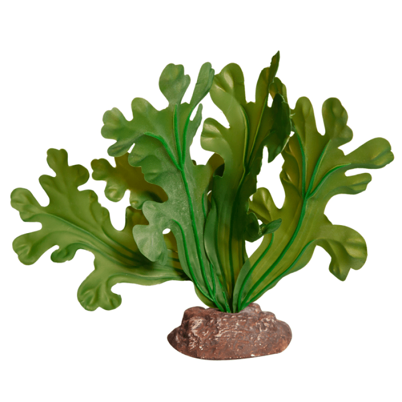 Reptile One Plant Small Fishbone Cactus Green With Ceramic Base - Jurassic Jungle