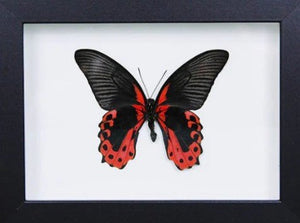 Scarlet Mormon in a Frame - Jurassic Jungle