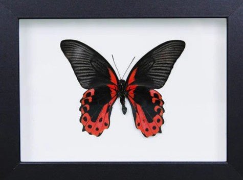 Scarlet Mormon in a Frame