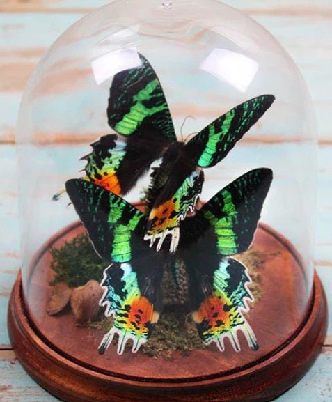 Sunset moth duo in a dome - Jurassic Jungle