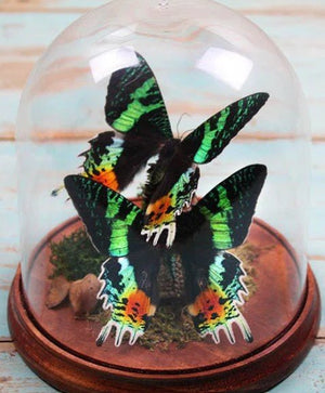 Sunset moth duo in a dome - Jurassic Jungle