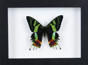 Urania ripheus or Sunset Moth in a Frame