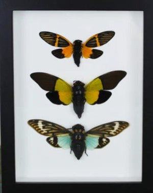 Triplet of Cicadas in a Frame - Jurassic Jungle