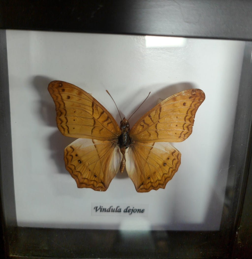Vindula Dejone in a Frame - Jurassic Jungle