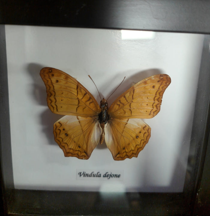 Vindula Dejone in a Frame