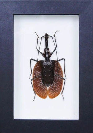 Violin Beetle in a Frame - Jurassic Jungle