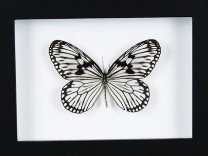 Wood nymph butterfly in a frame - Jurassic Jungle