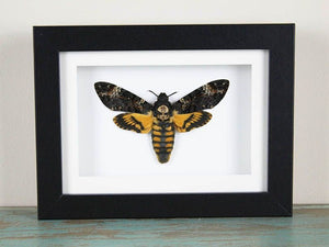 Acherontia Atropos Death Head Moth in a Black Frame - Jurassic Jungle