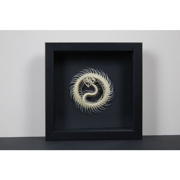 Articulated Snake - Coiled Snake Skeleton in a Frame - Jurassic Jungle