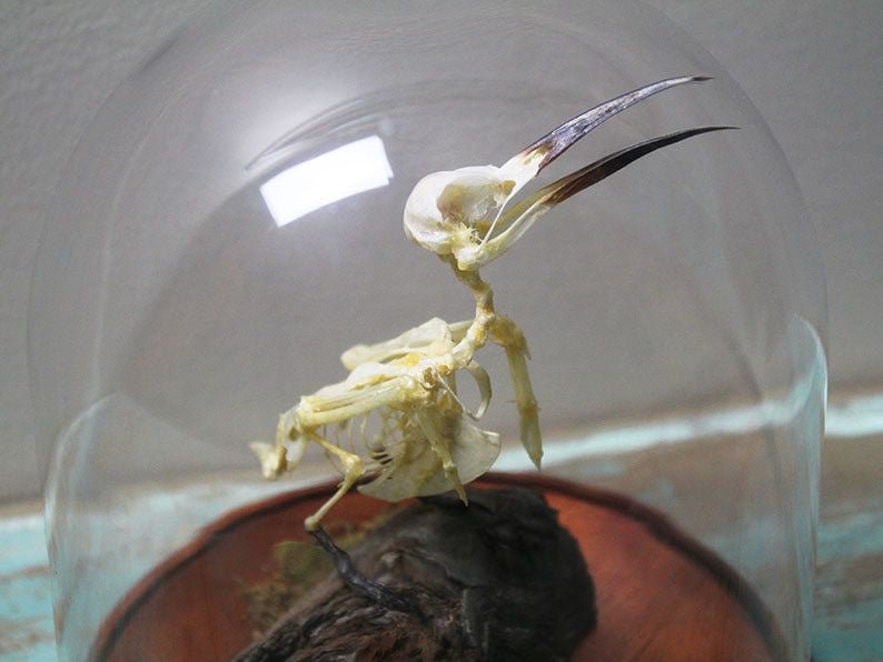 Bee-Eater Bird Skeleton in a Dome - Jurassic Jungle