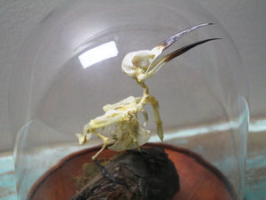 Bee-Eater Bird Skeleton in a Dome - Jurassic Jungle