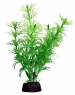 BettaScape Ambulia Green - Jurassic Jungle