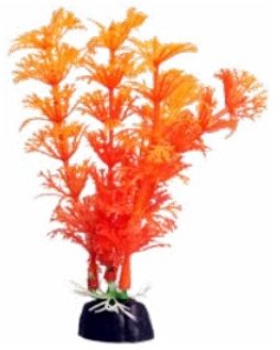 BettaScape Ambulia Orange - Jurassic Jungle
