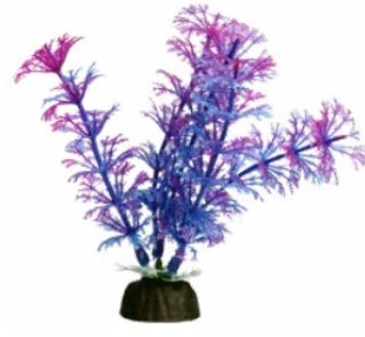 BettaScape Ambulia Purple - Jurassic Jungle