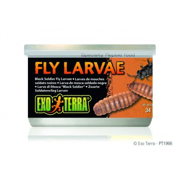 Feeder insects - Black Soldier Fly Larvae 34gm