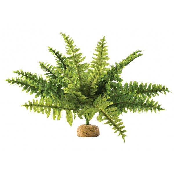 Boston Fern Medium 40cm wide - Jurassic Jungle