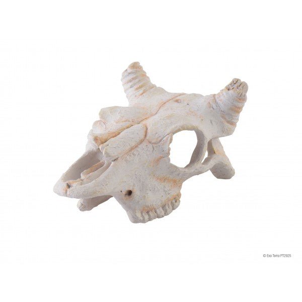 Buffalo Skull Small - Jurassic Jungle