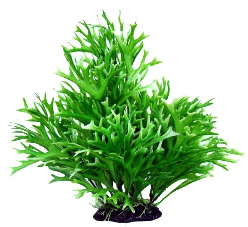 Bushy Plant Water Sprite 13" - Jurassic Jungle