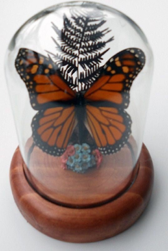 Danaus plexippus Monarch Butterfly in a Dome - Jurassic Jungle