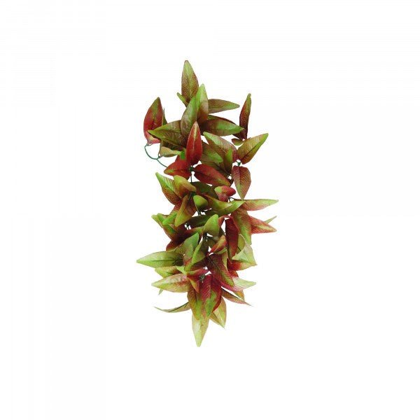 Eco Tech Hanging Radiating Star Plant 35x25cm