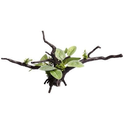 Ecoscape Green Calathea Driftwood