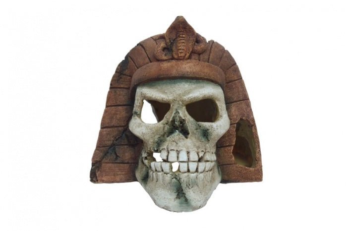 Egyptian Skull 15x15x14cm