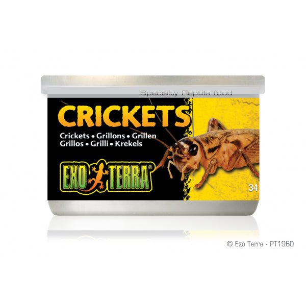 Exo Terra Crickets Small 34gm 1.2 oz - Jurassic Jungle