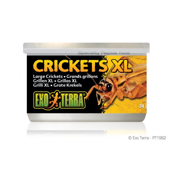 Exo Terra Crickets XLarge 34gm 1.2oz - Jurassic Jungle