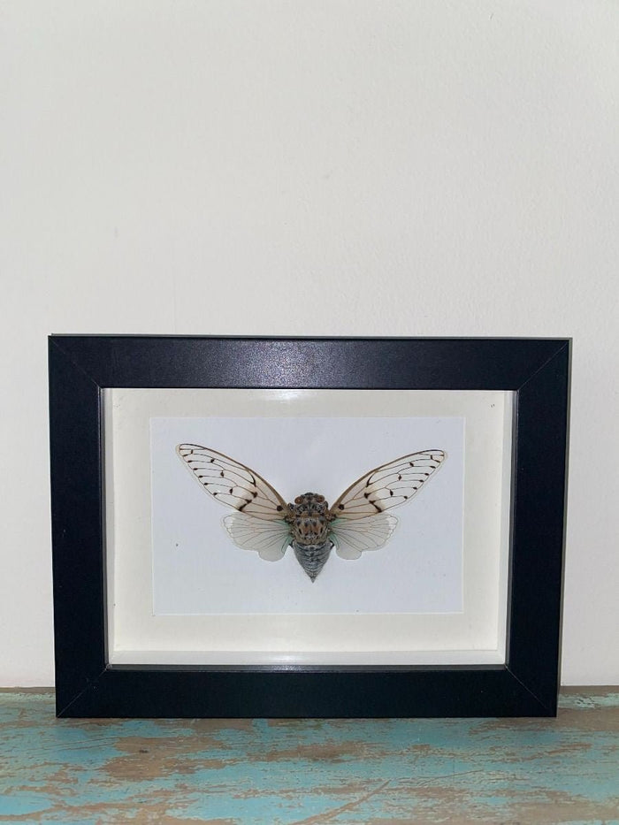 Ghost Cicada Ayuthia spectabile in a Black Frame