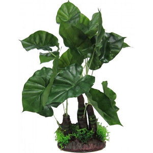 Giant Elephant Ear Plant 45cm - Jurassic Jungle