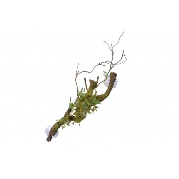 Nature Vine Multiple Vines with Moss & Abulliton Growths - 65cm