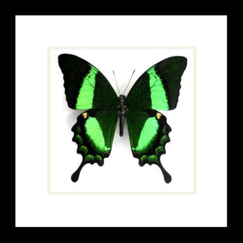 Papilio palinurus in a frame
