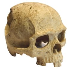 Primate skull - Jurassic Jungle