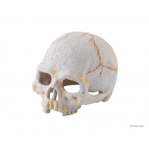Primate Skull Small - Jurassic Jungle