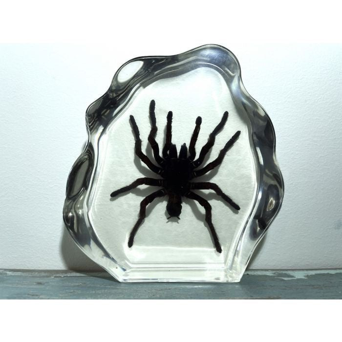 Resin Spider - Haplomia minax in Lucite Resin Paperweight